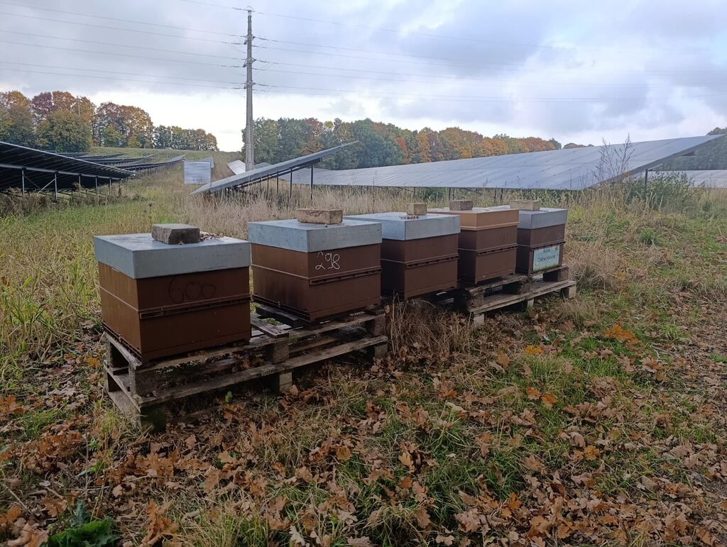 La ruche Chêne rouvre