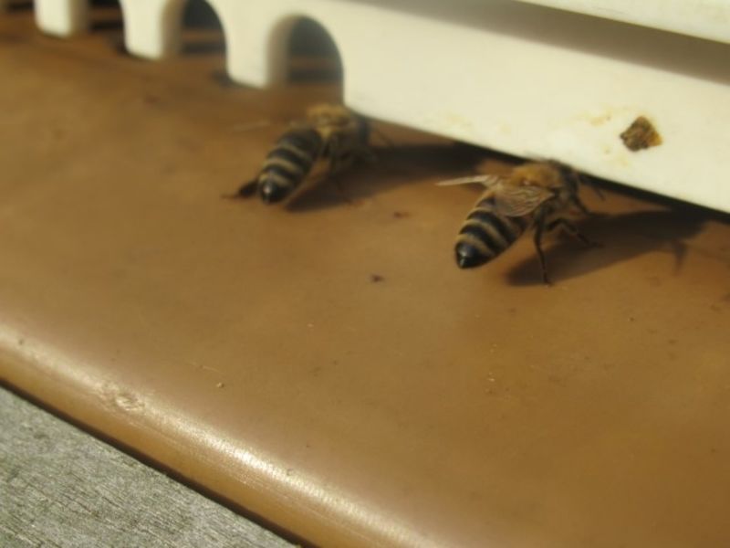 La ruche Chêne rouvre