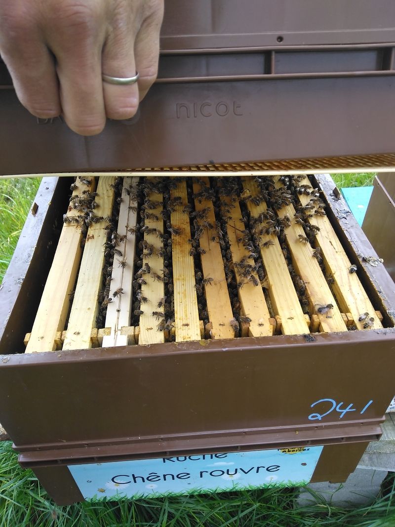 La ruche Chêne rouvre