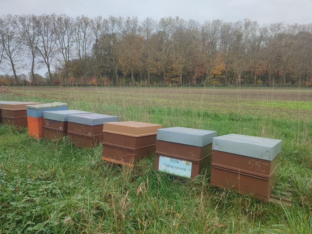 La ruche Chêne rouvre