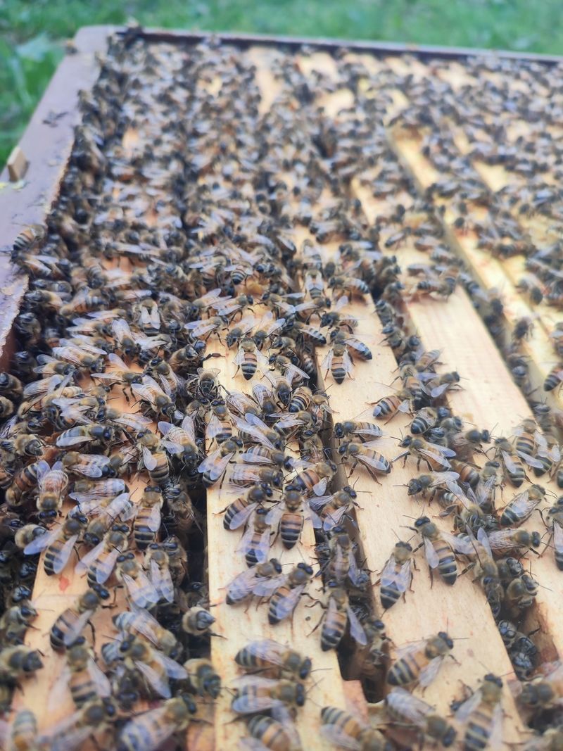 La ruche Chêne rouvre