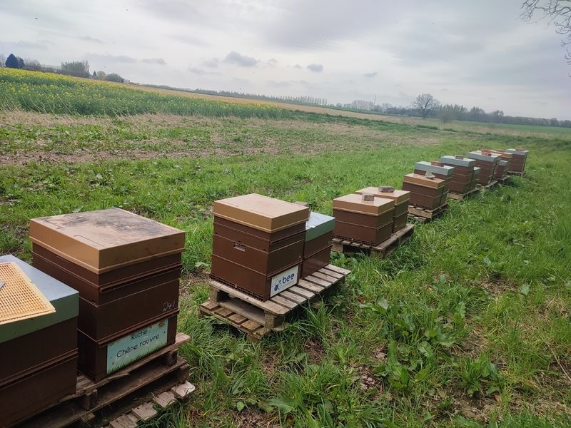 La ruche Chêne rouvre