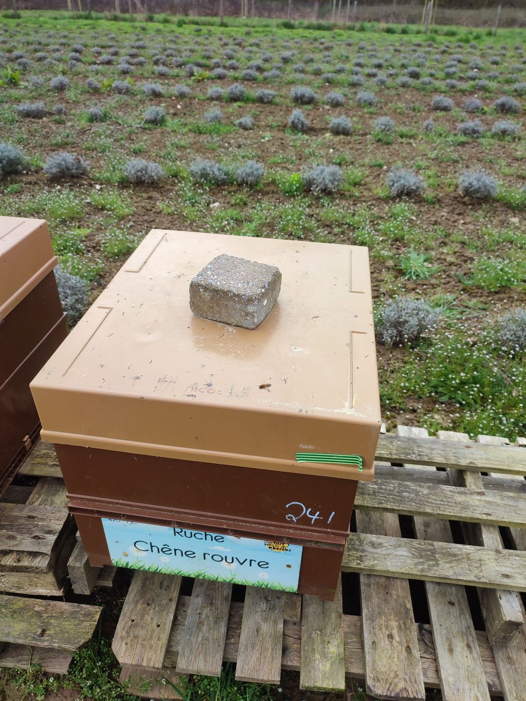 La ruche Chêne rouvre