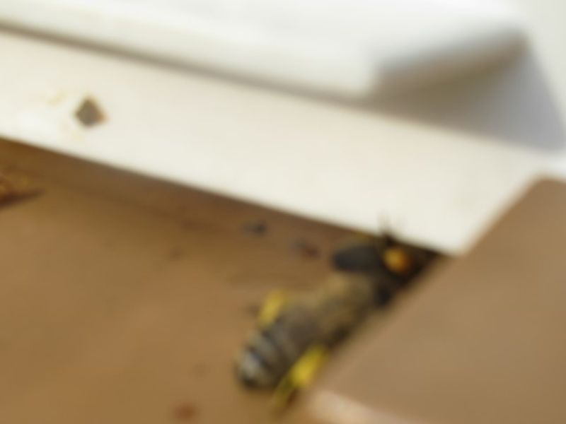 La ruche Chêne rouvre