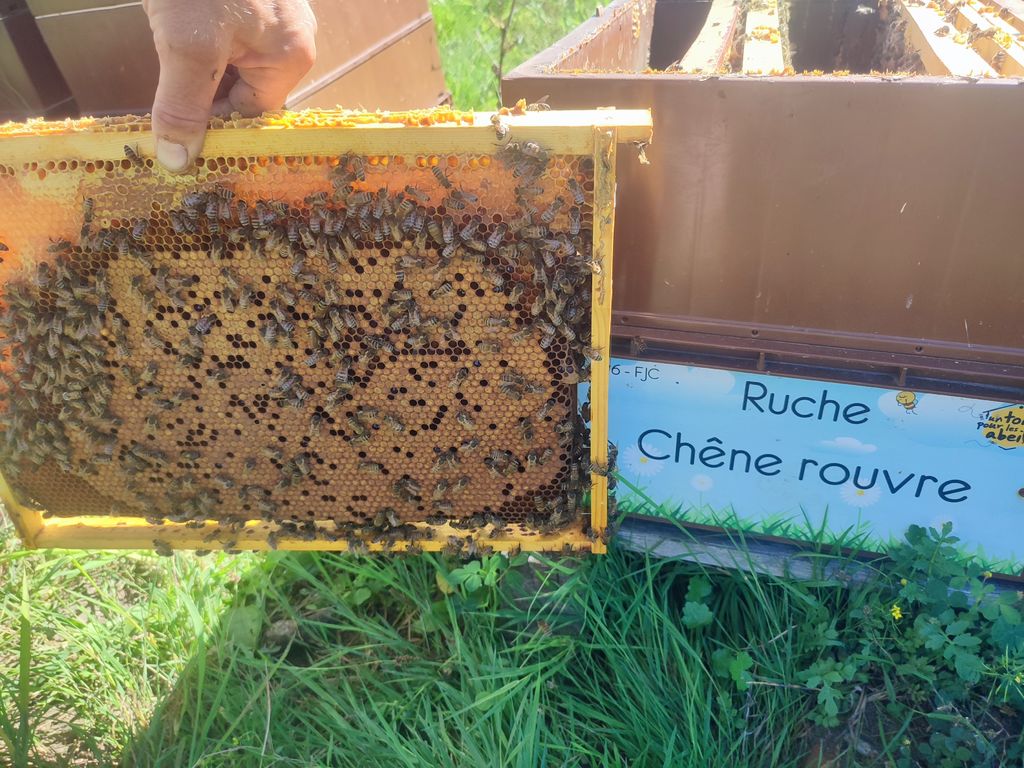 La ruche Chêne rouvre