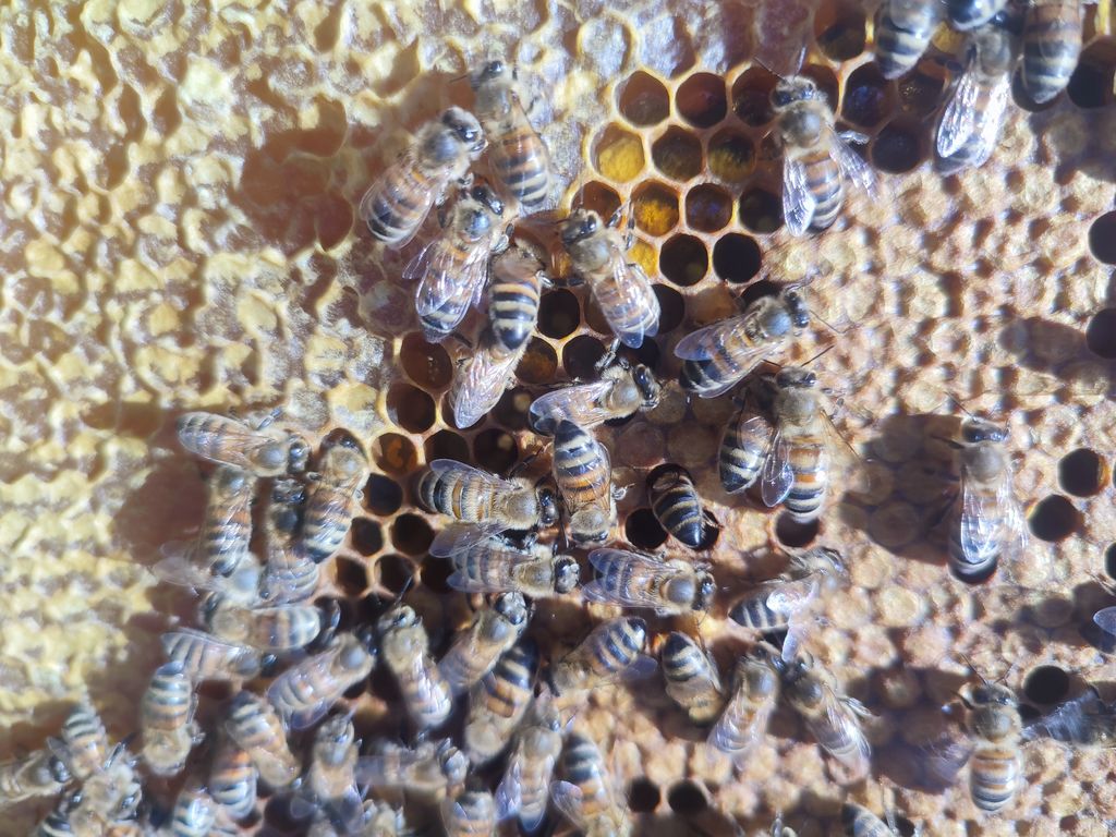 La ruche Chêne rouvre