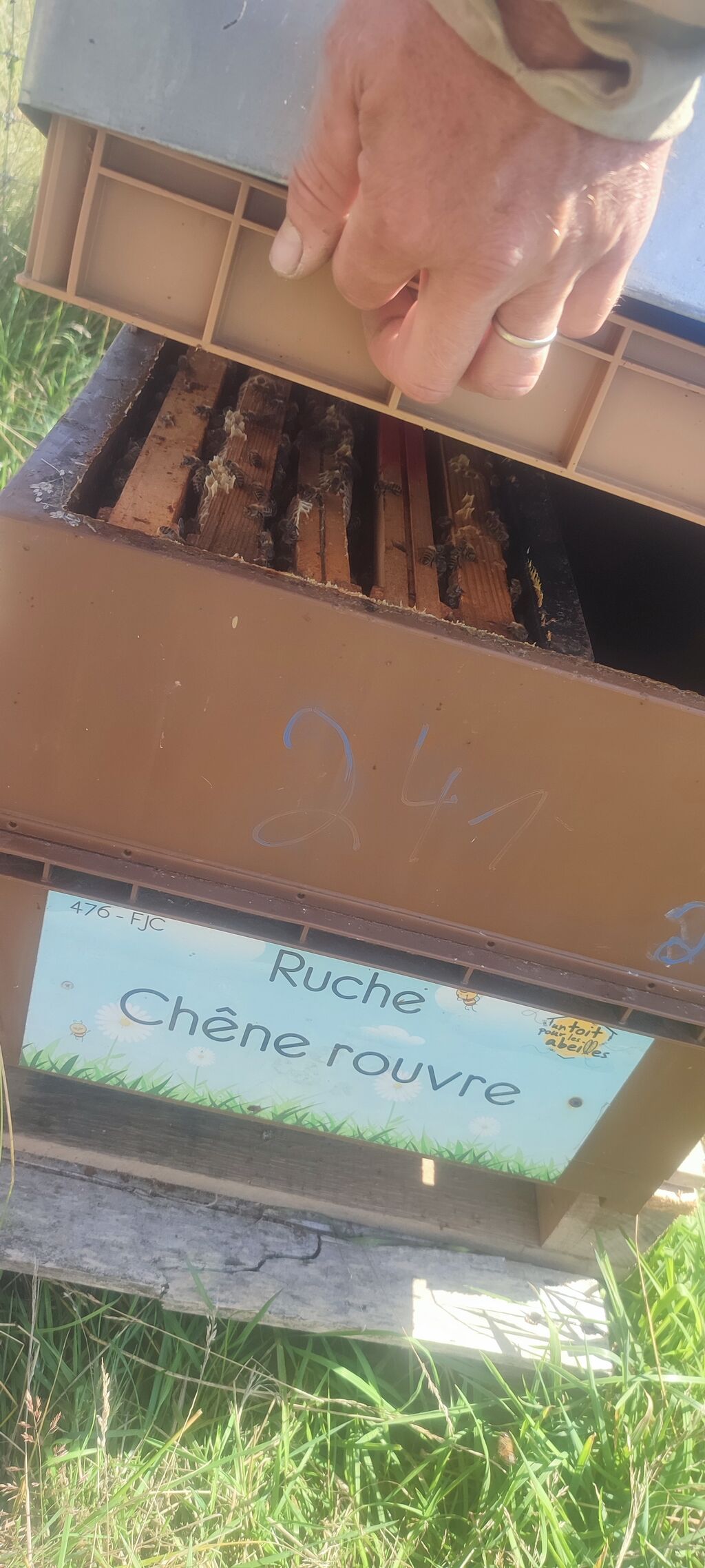 La ruche Chêne rouvre