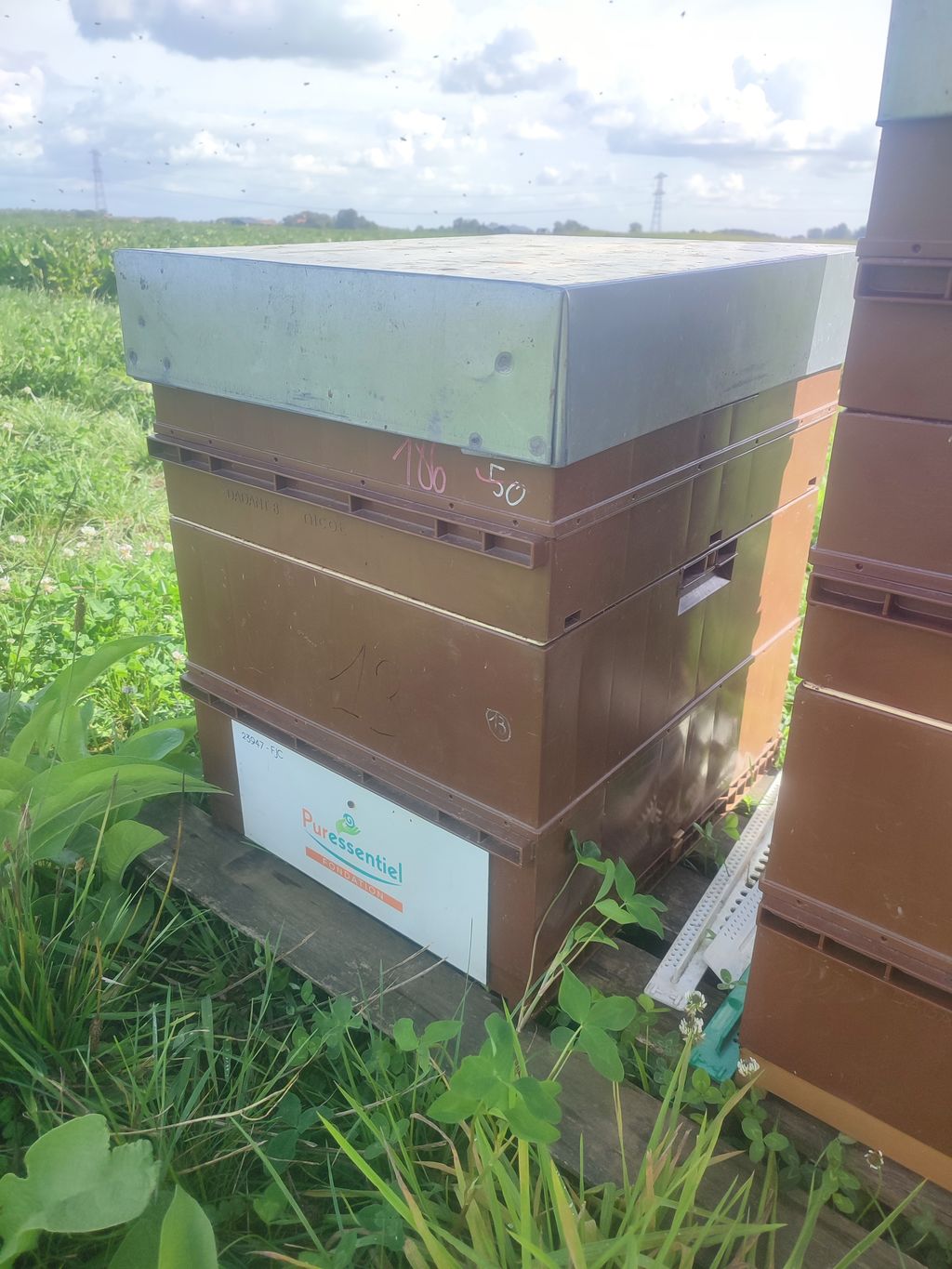 La ruche Chêne rouvre