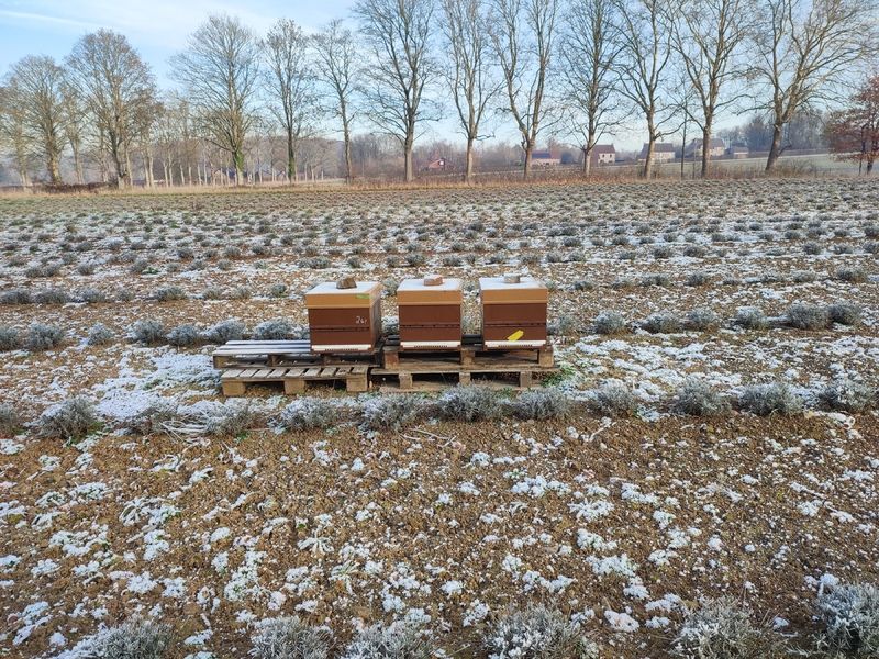 La ruche Chêne rouvre