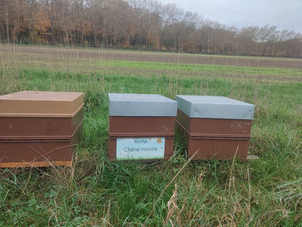 La ruche Chêne rouvre