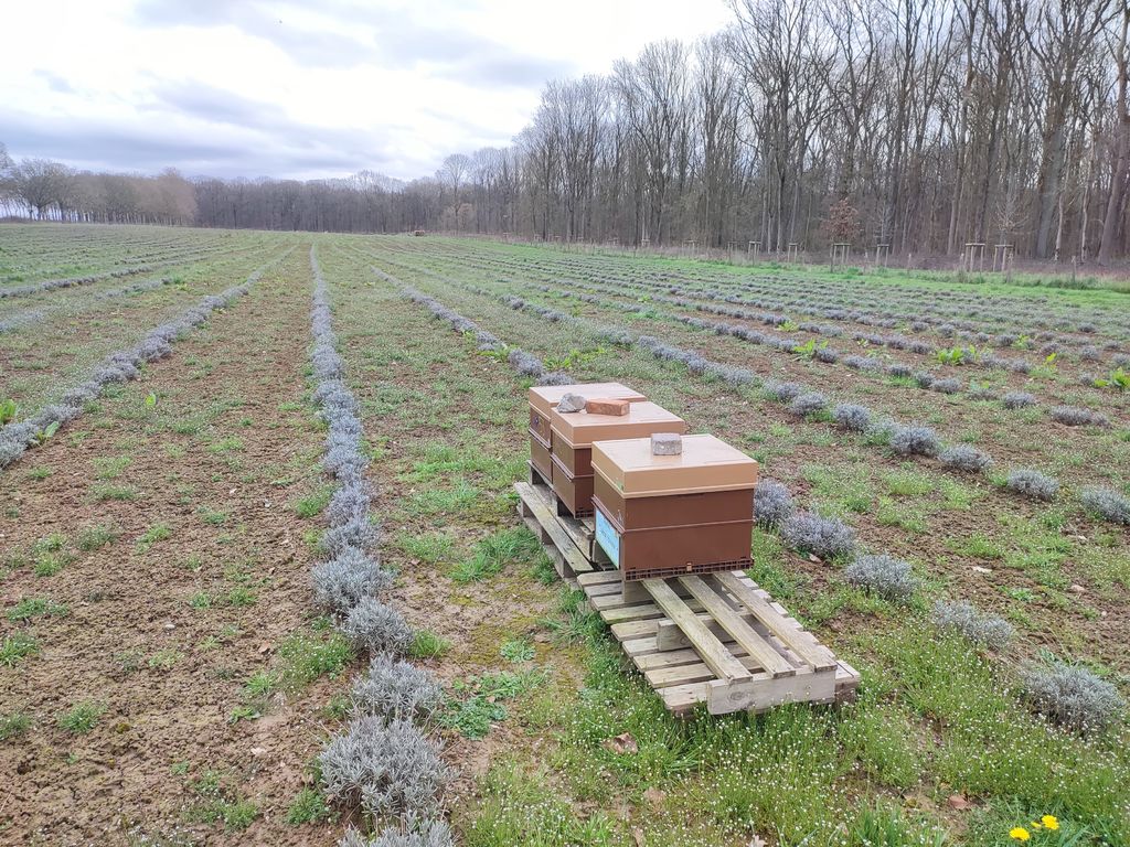 La ruche Chêne rouvre