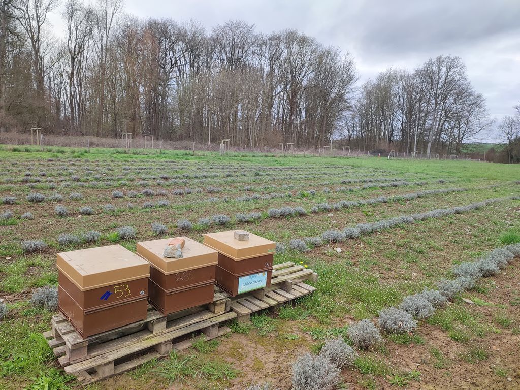 La ruche Chêne rouvre