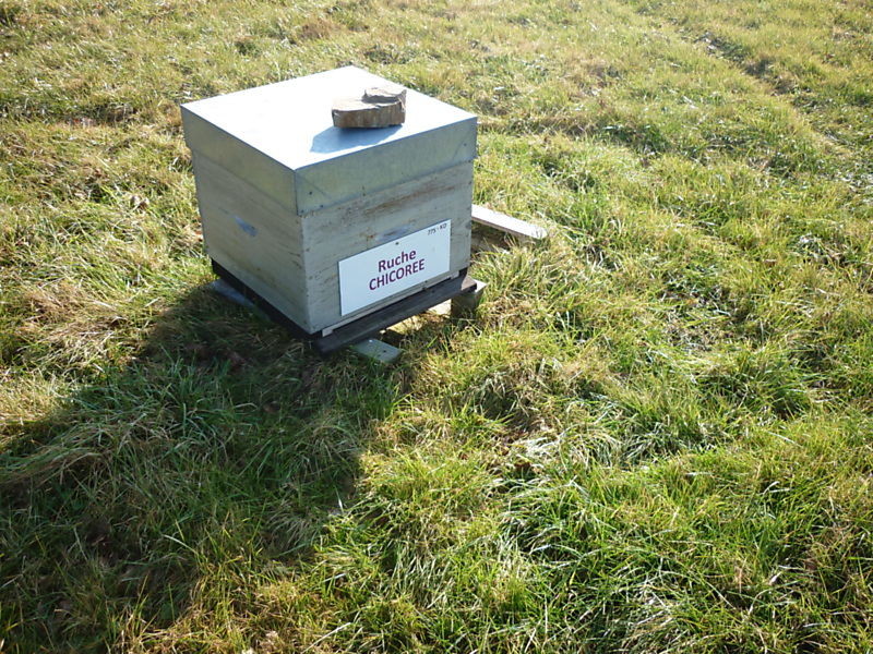 La ruche Chicoree