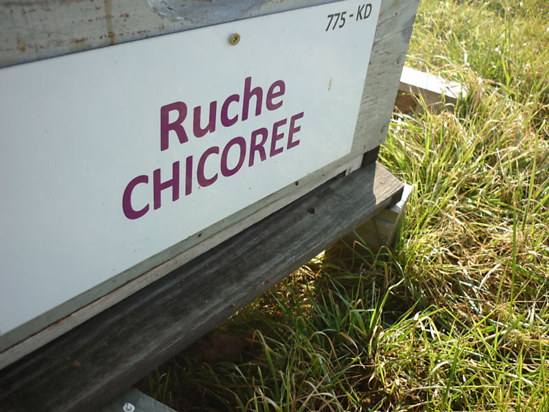 La ruche Chicoree