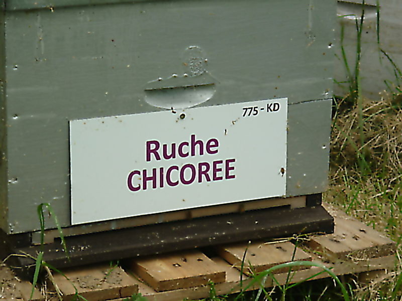 La ruche Chicoree