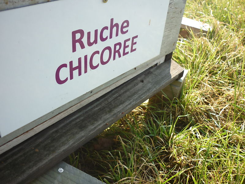 La ruche Chicoree