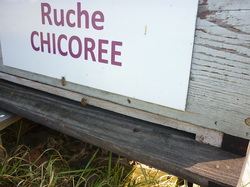 La ruche Chicoree