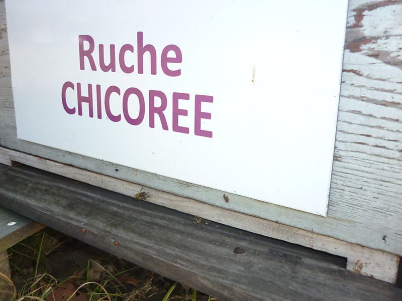 La ruche Chicoree