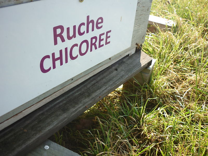 La ruche Chicoree