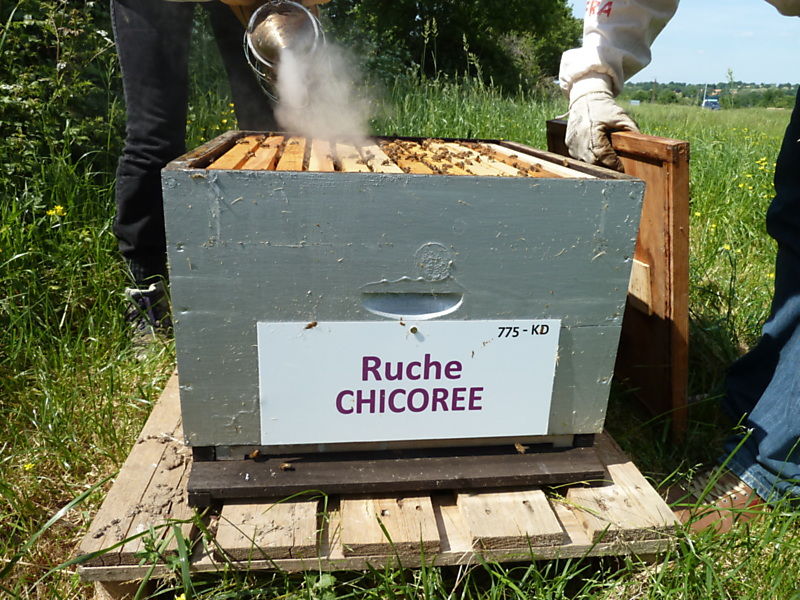 La ruche Chicoree