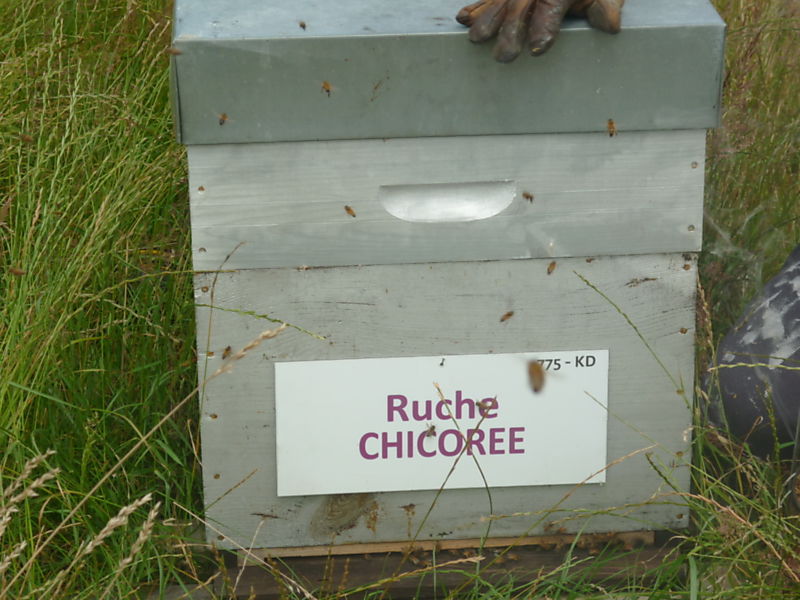 La ruche Chicoree