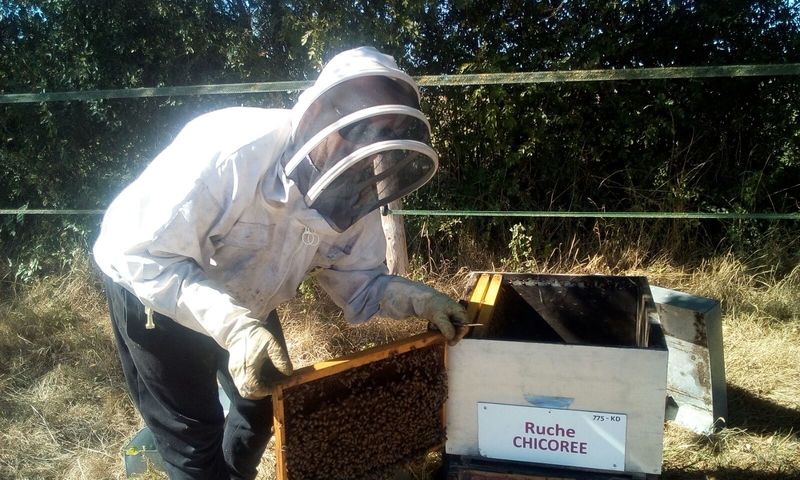 La ruche Chicoree