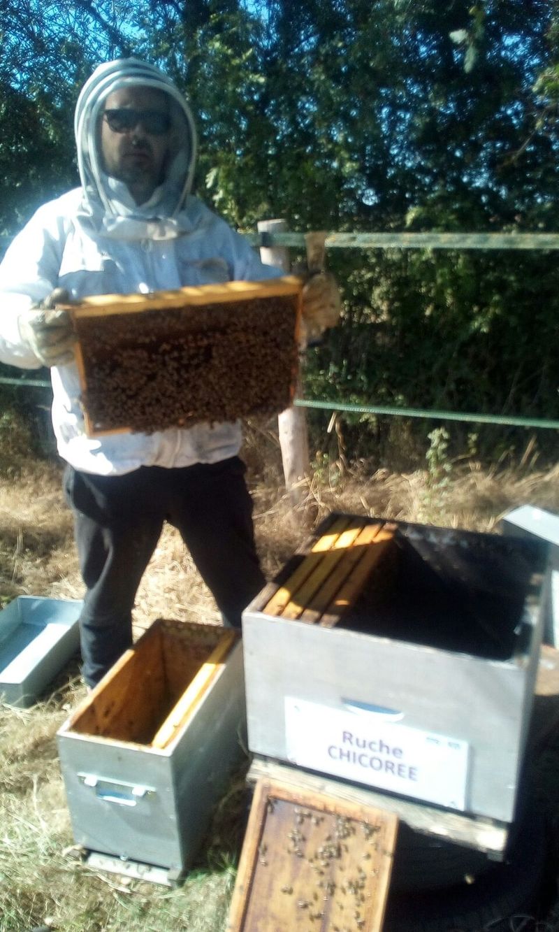 La ruche Chicoree