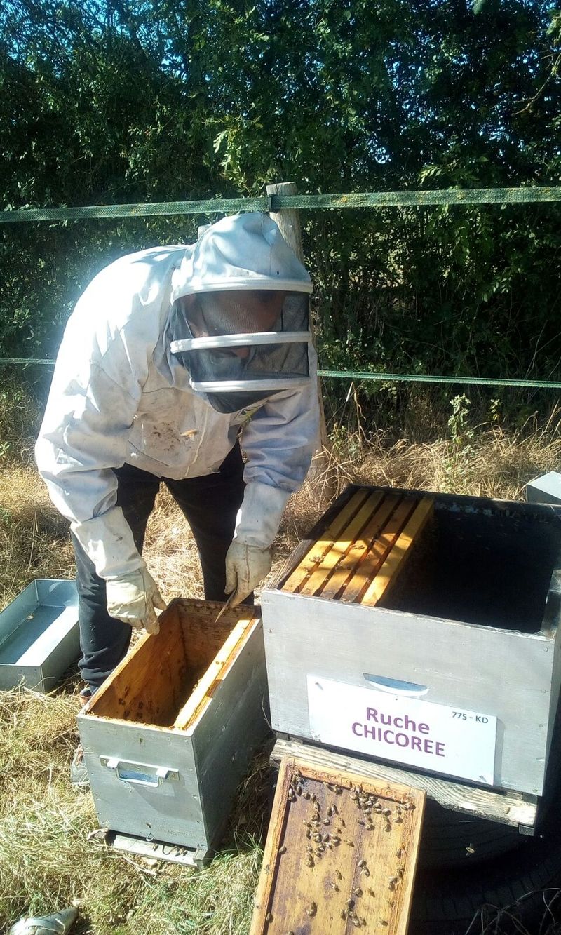 La ruche Chicoree