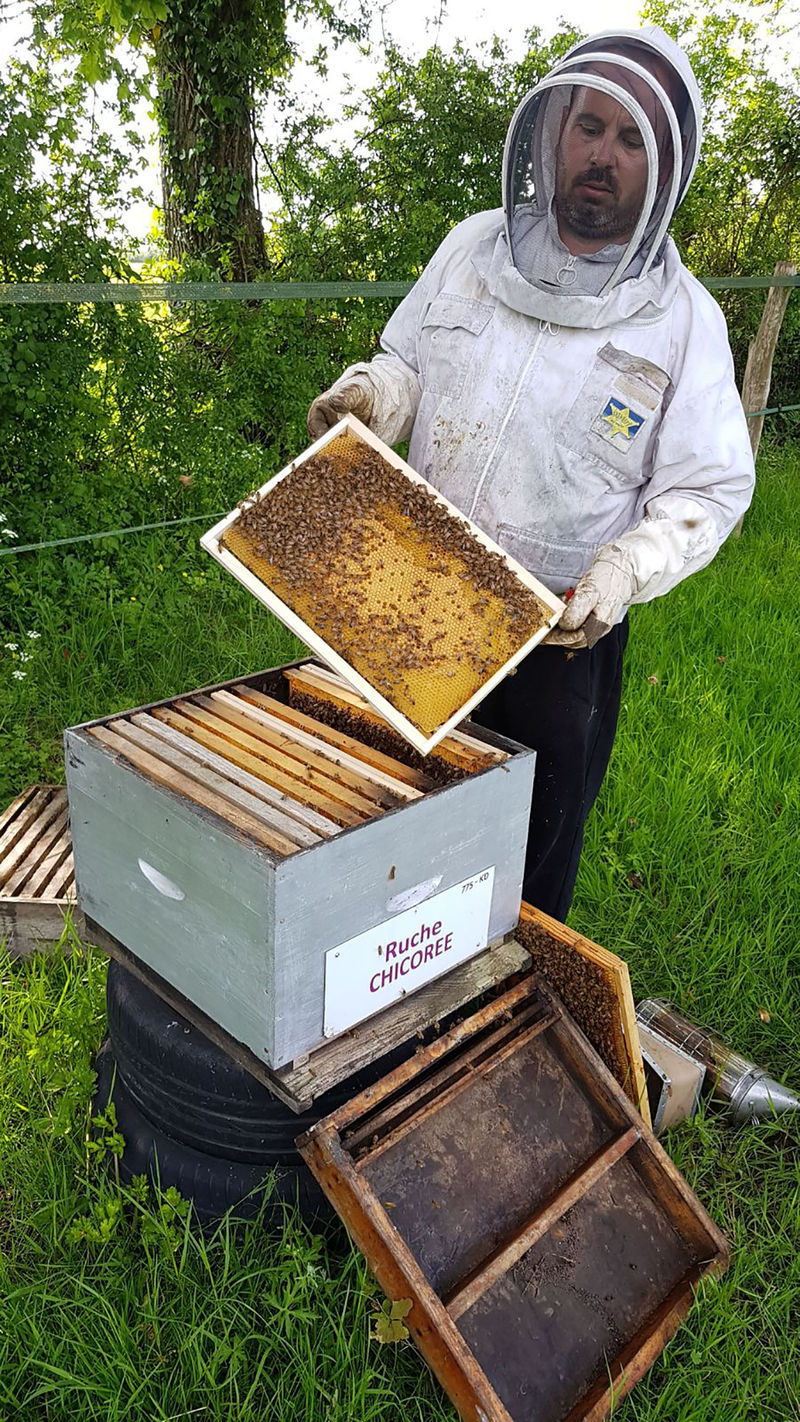 La ruche Chicoree