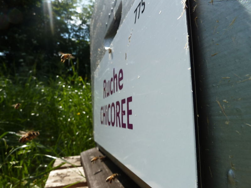 La ruche Chicoree