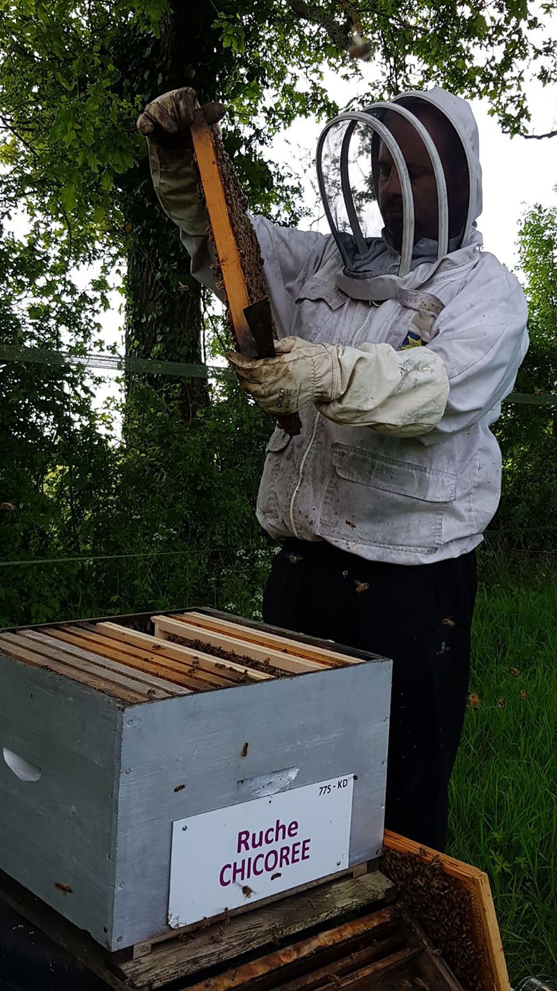 La ruche Chicoree