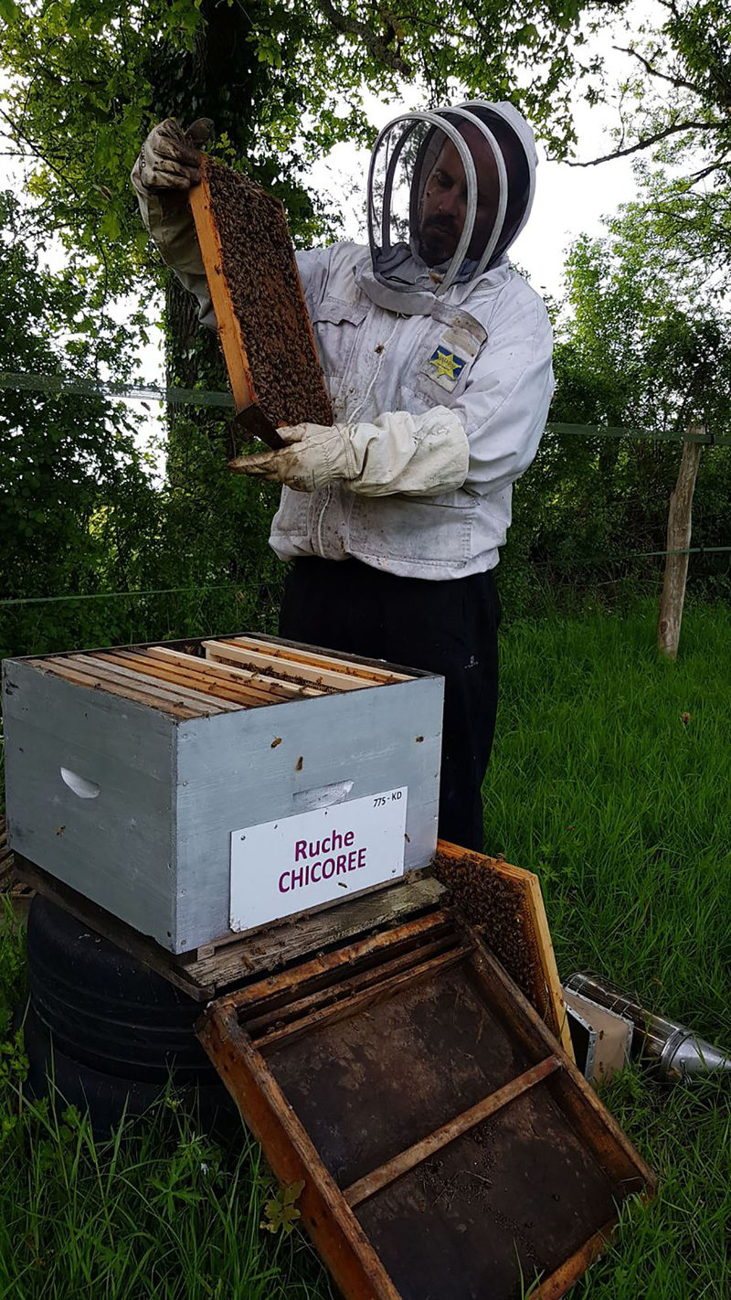 La ruche Chicoree