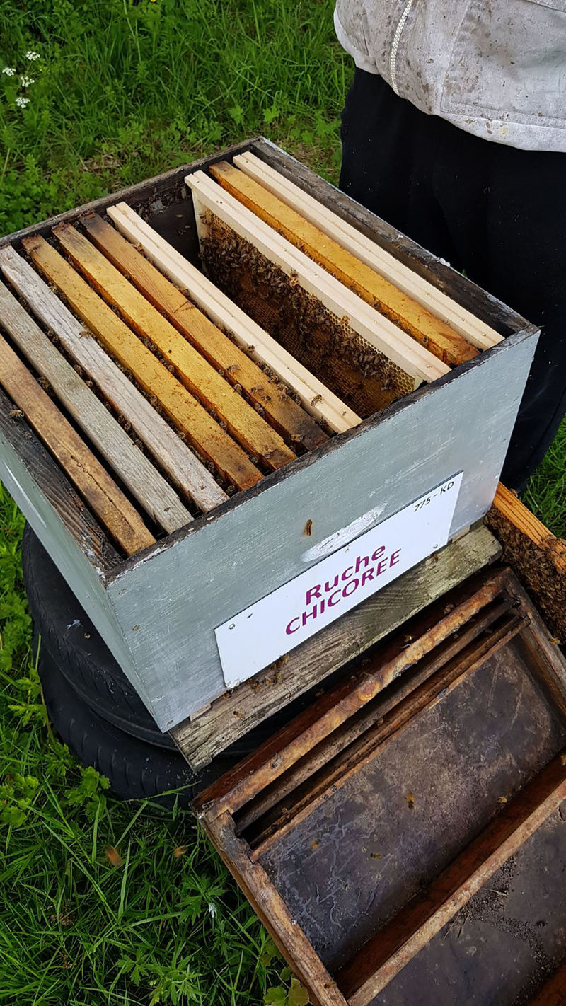 La ruche Chicoree