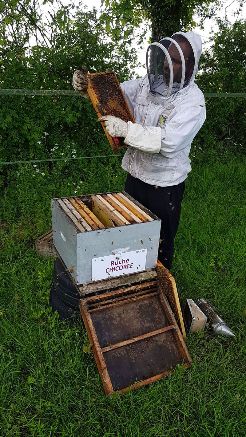 La ruche Chicoree