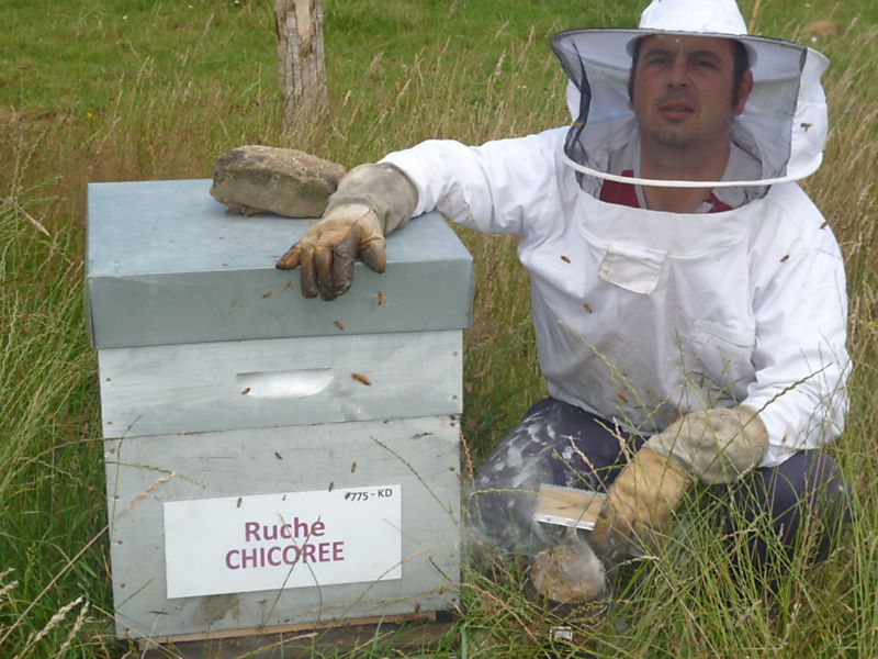 La ruche Chicoree