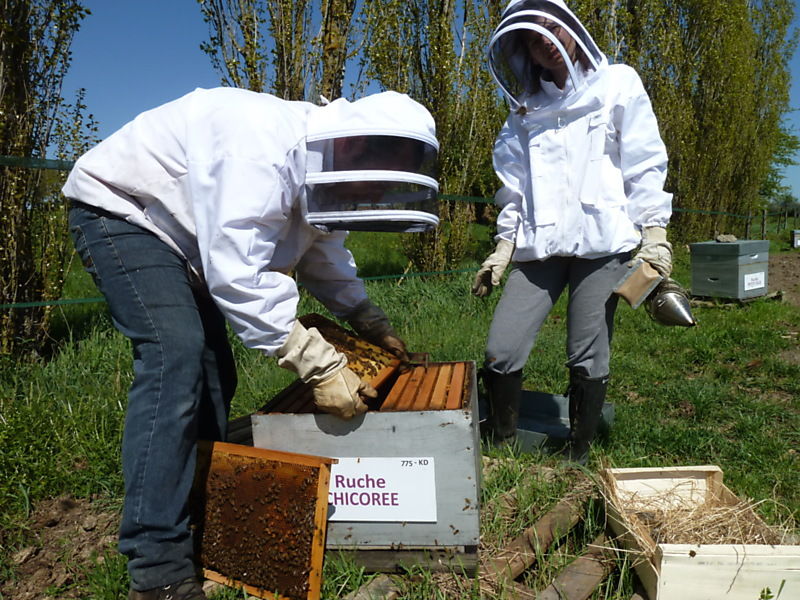 La ruche Chicoree