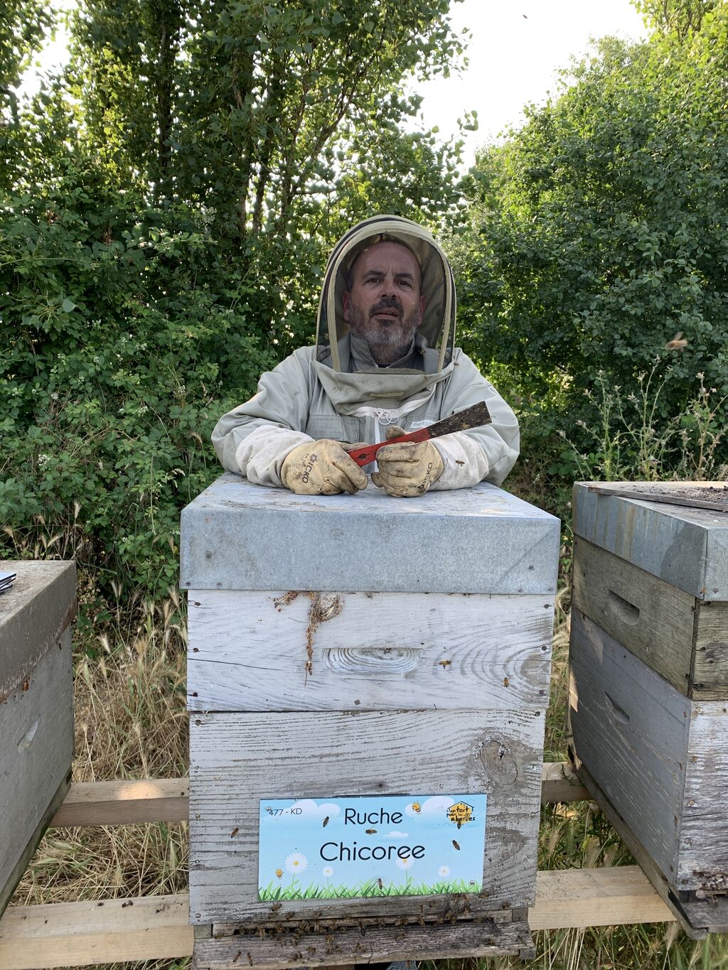 La ruche Chicoree