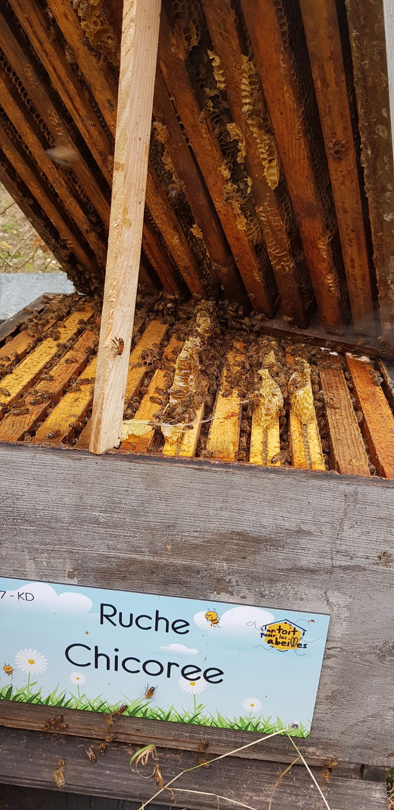 La ruche Chicoree