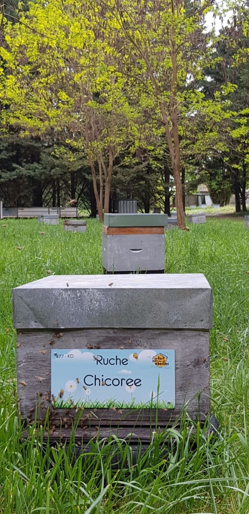 La ruche Chicoree