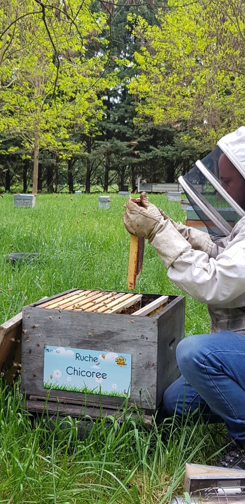La ruche Chicoree