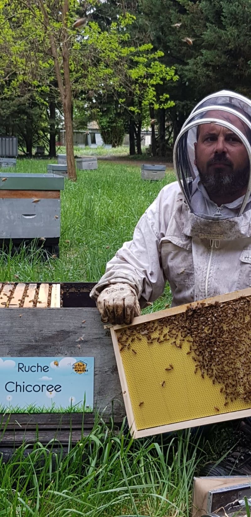 La ruche Chicoree