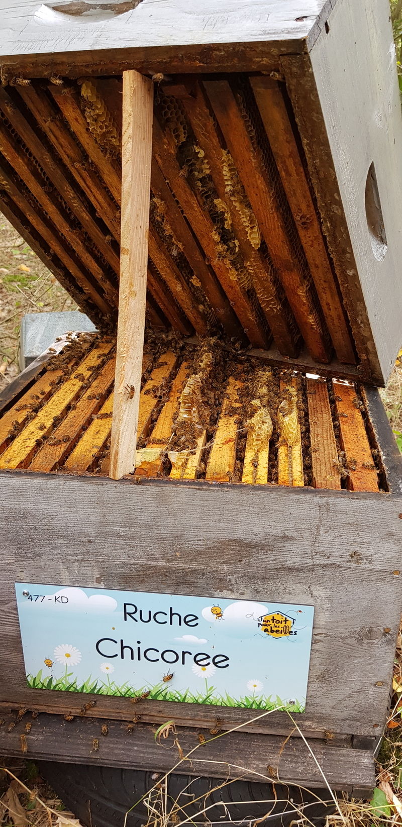 La ruche Chicoree