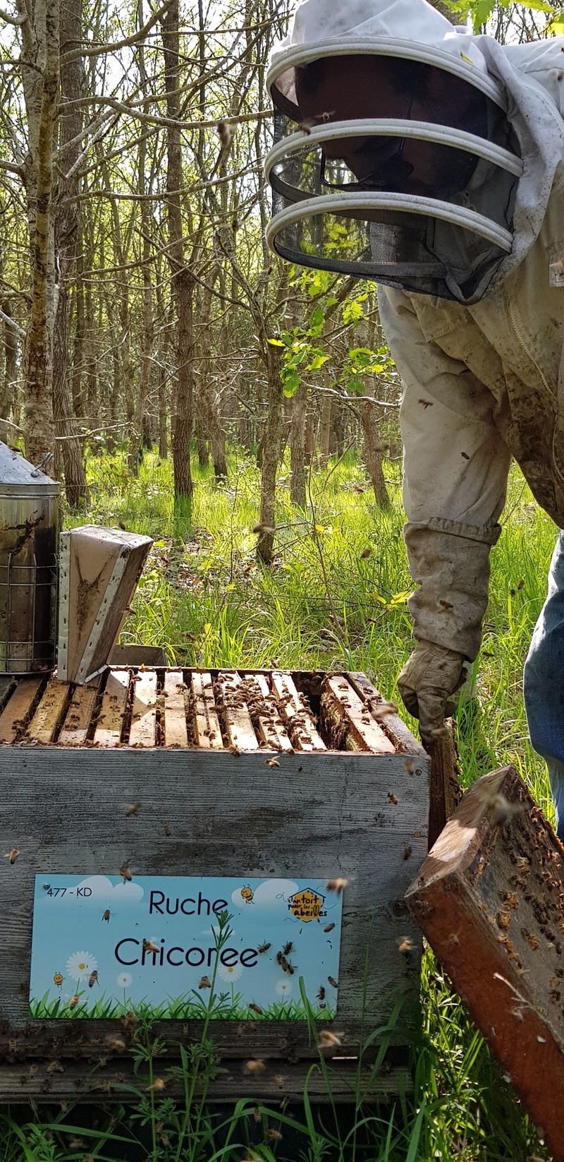 La ruche Chicoree