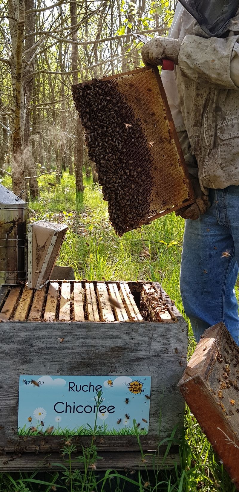 La ruche Chicoree