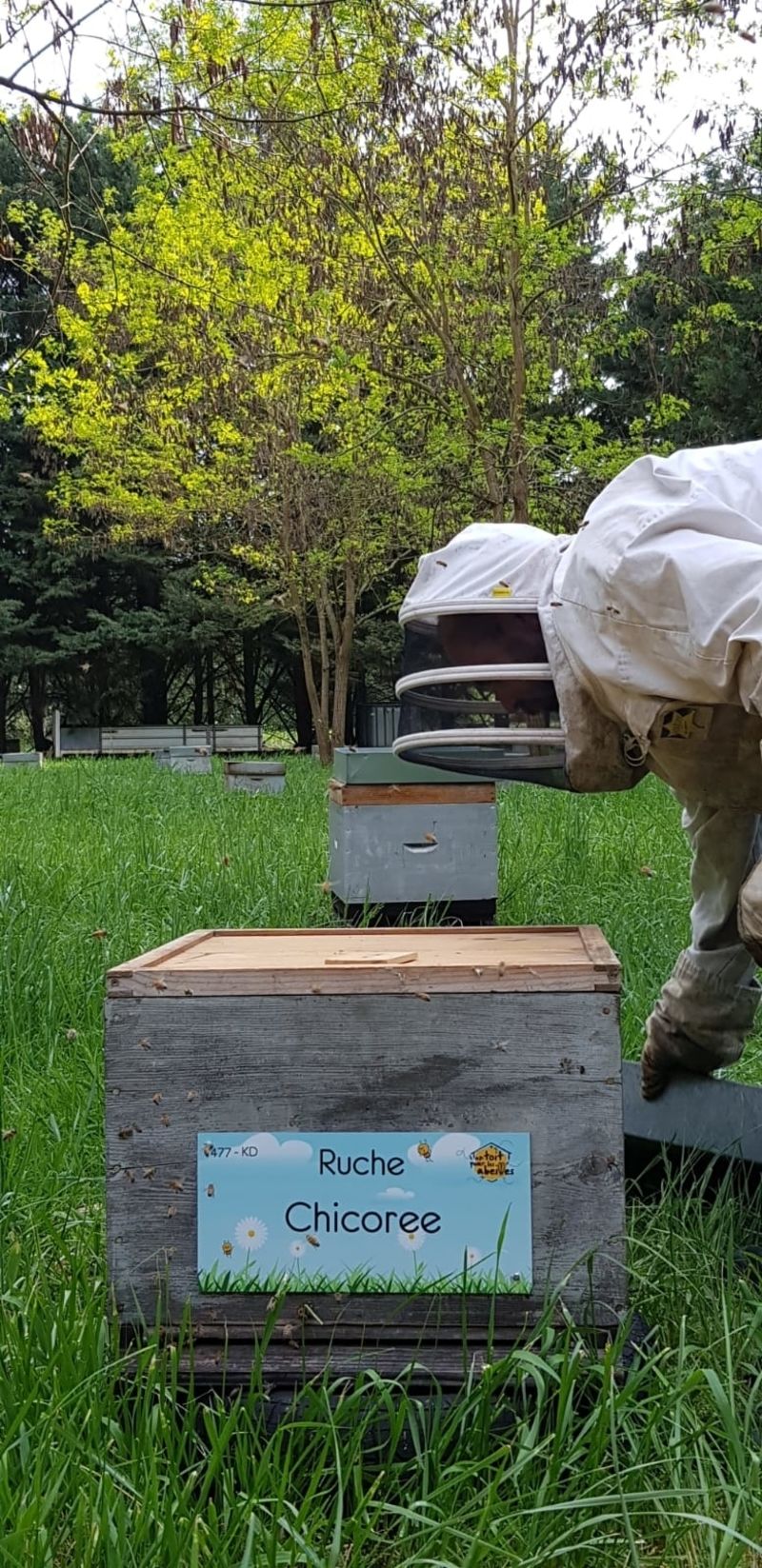 La ruche Chicoree