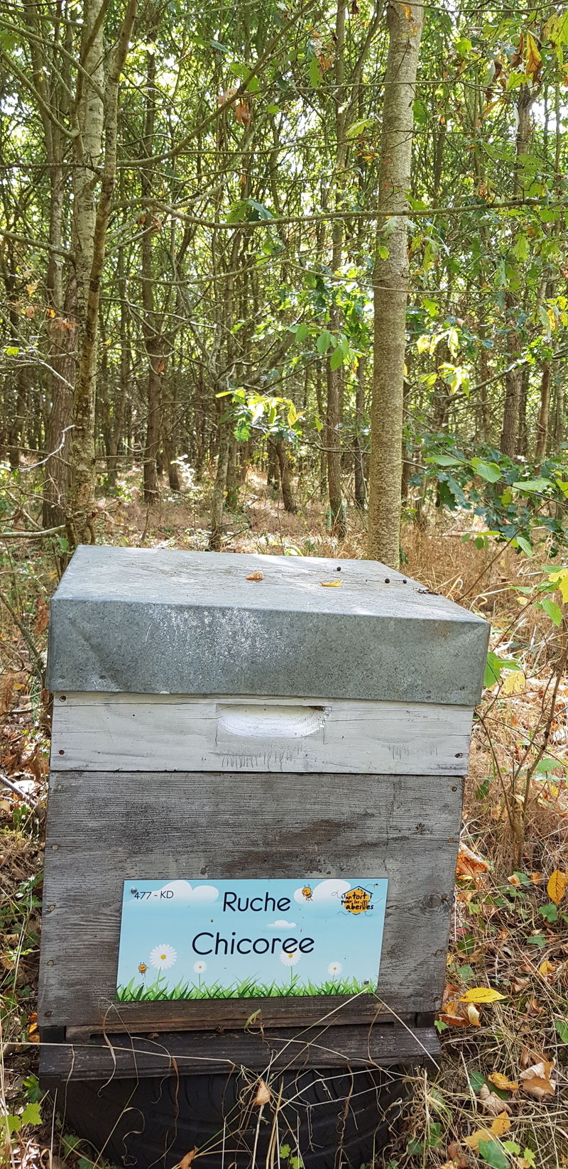 La ruche Chicoree
