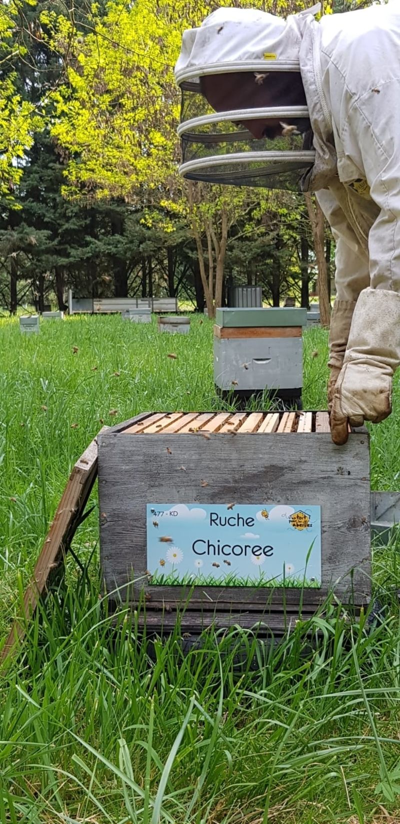 La ruche Chicoree