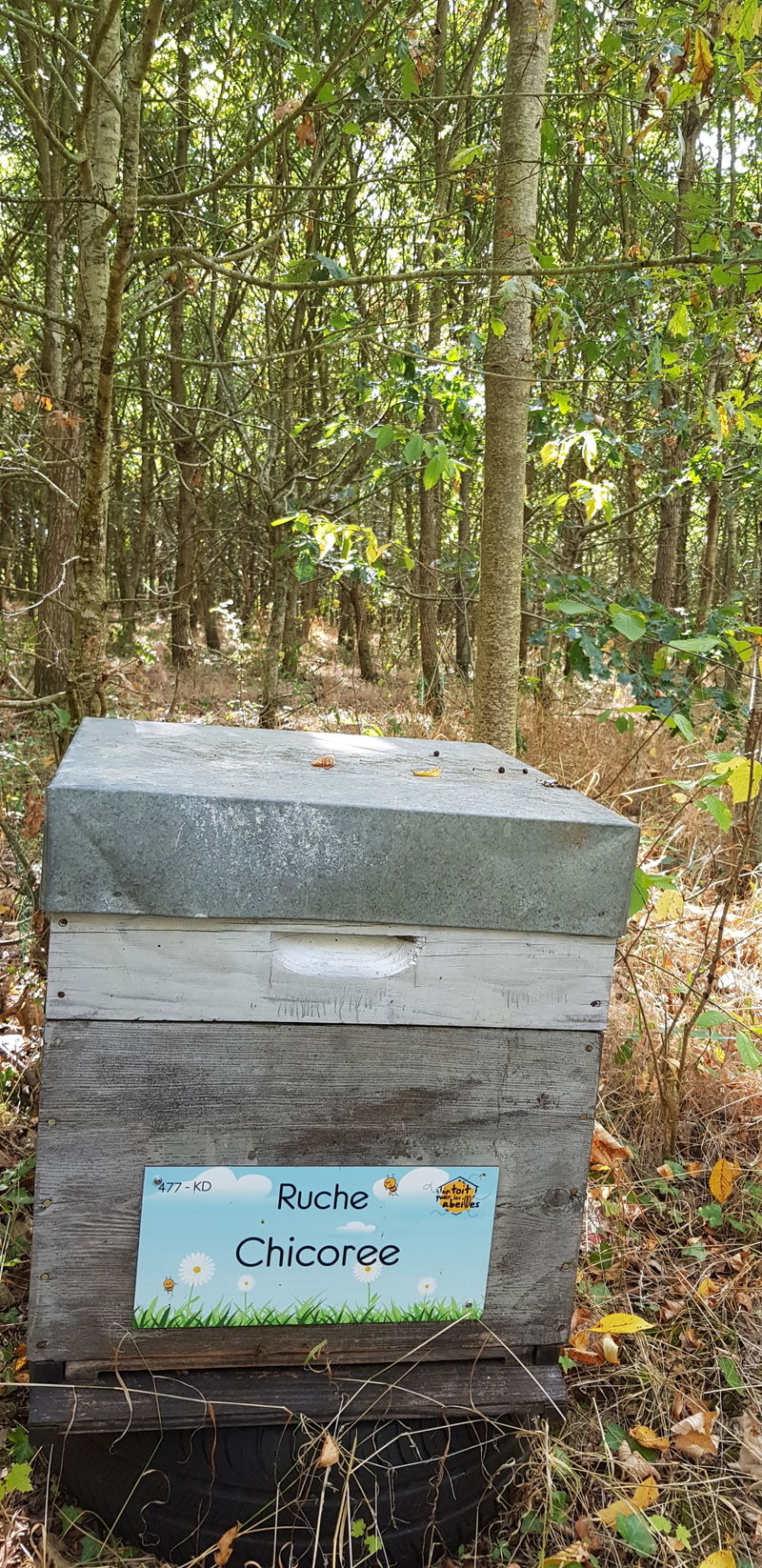 La ruche Chicoree