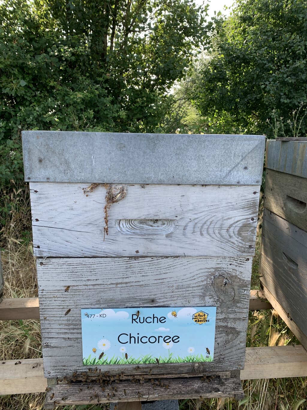 La ruche Chicoree