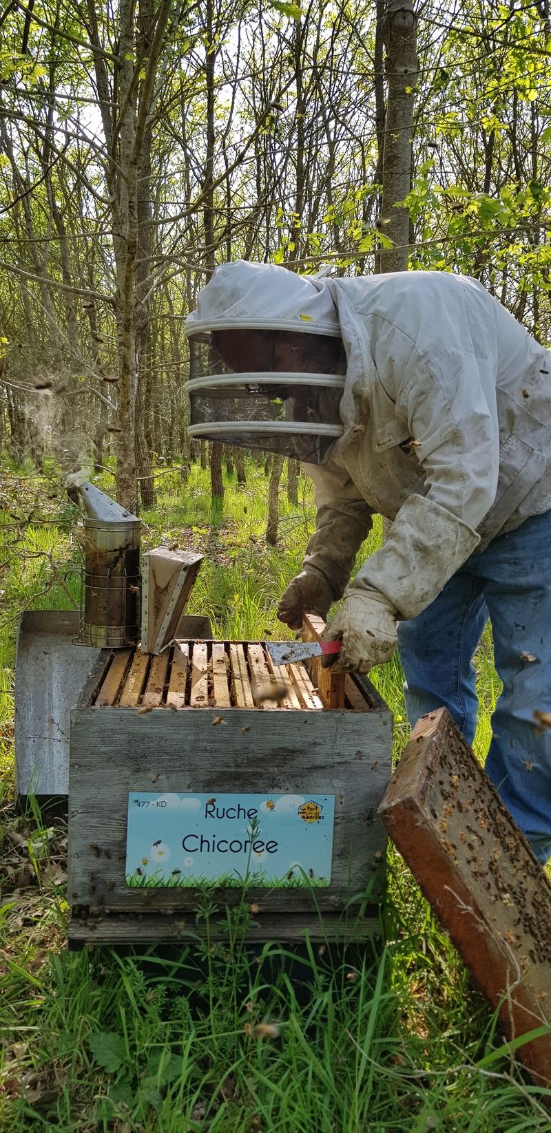 La ruche Chicoree